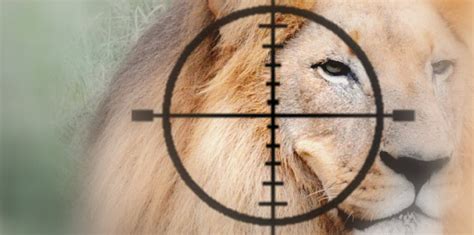 Canned Lion Hunting Animal Survival International