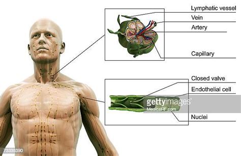 Lymph Nodes Anatomy High Res Illustrations Getty Images