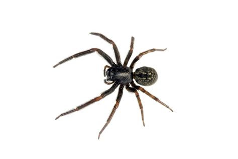 Black House Spiders All You Need To Know Pestxpert Nz