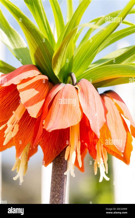 Orange Blooming Crown Imperial Lily Stock Photo Alamy
