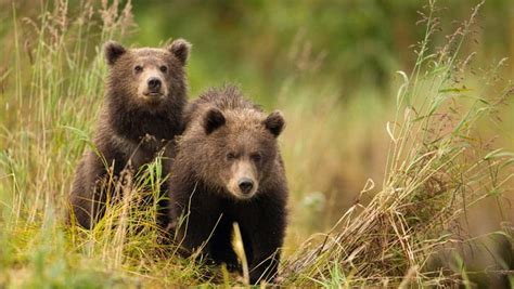 Dna Unravels Mysterious Past Of Grizzly Bears And Cave Lions