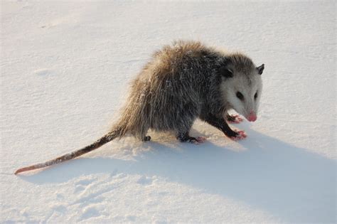 North american optimism is unlike anything (without the letter o), like macrocephalus and opportunist feeders, but the differences end there. Specialists Believe That Opossums May Silently Help ...