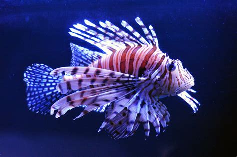 Lionfish Pterois Volitansmiles