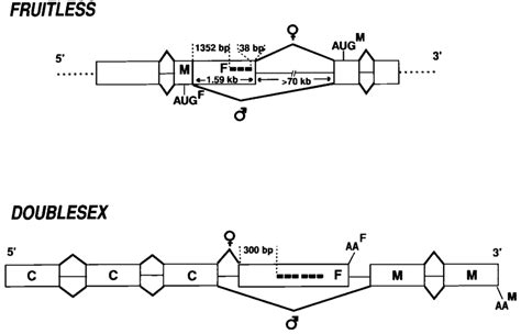 patterns of fru and dsx sex specific splicing schematic drawings of download scientific