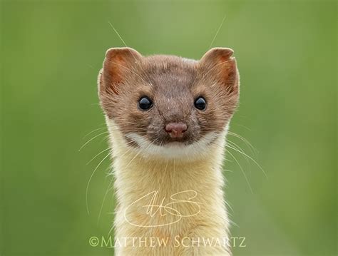 Long Tailed Weasel Portrait By Nature Photo Master On Deviantart