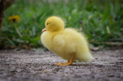 Portrait Of Cute Little Yellow Baby Fluffy Muscovy Ducklings Close Up