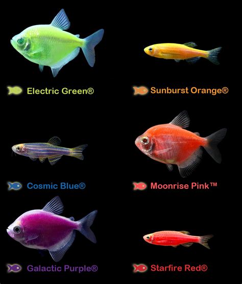 Whats Your Favorite Glofish Color Electric Green Starfire Red