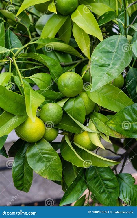 Green Orange Fruits On Plant From Citrus Sinensis Orange Tree Close Up