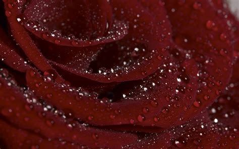 Burgundy Flowers Wallpapers Top Free Burgundy Flowers Backgrounds