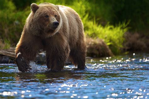 Hintergrundbilder Tiere Fluss Tierwelt Bären Grizzlybär Braunbär