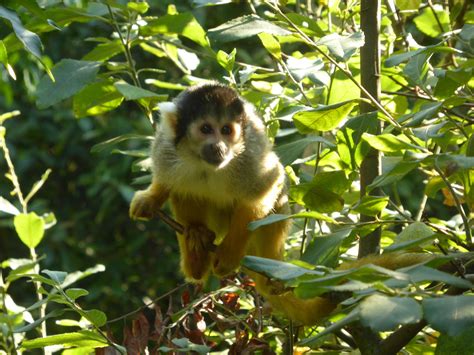 Black Capped Squirrel Monkey Zoochat