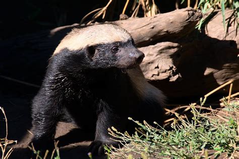 Honey Badger At Moholoholo Wildlife Rehabilitation Centre Limpopo Province South Africa — With