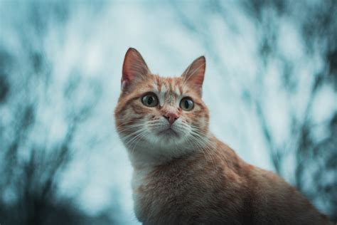 Orange Tabby Cat Size 81021 Nama Untuk Kucing Comel Lucu Dan Unik