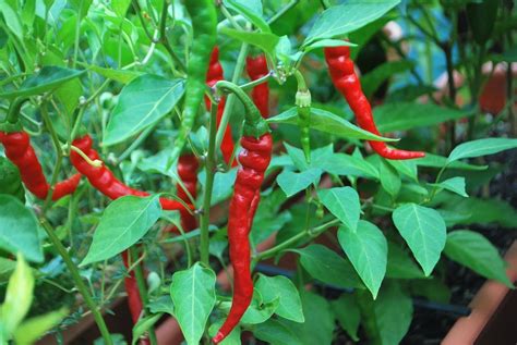About 40% of these are single spices & herbs, 0% are mixed spices & seasonings. Cayenne Long Slim Chilli Pepper Seeds - VIRIDIS HORTUS