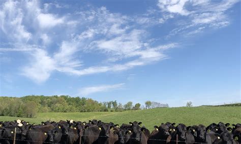 Cattle Nutrition Should You Be Feeding High Magnesium Mineral Ut Beef Forage Center
