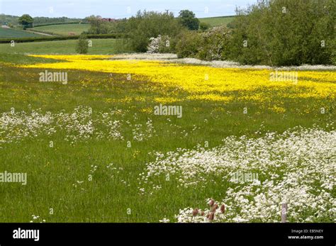 English Wildflower Meadow Hi Res Stock Photography And Images Alamy