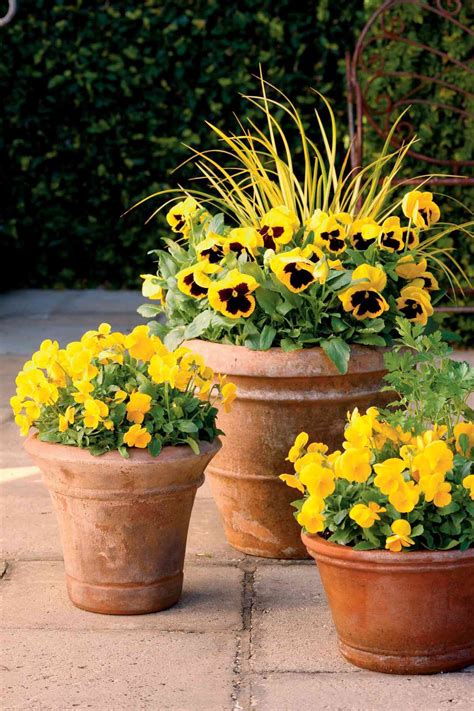 20 Flowers That Thrive In Full Sun Southern Living