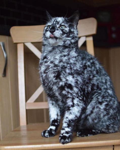 Scrappy The Senior Cats Fur Changes From All Black To Marble Pattern