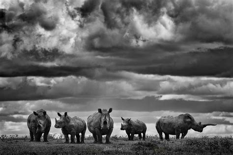 White Rhino Kenya By Shannon Wild Cinematographer And Photographer