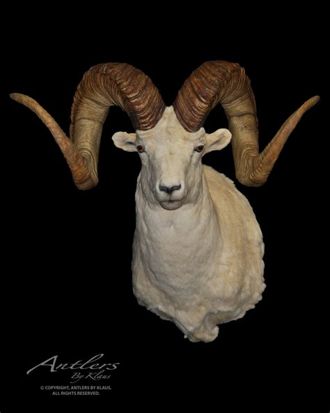 World Class Dall Sheep Antlers By Klaus