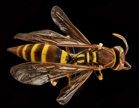 Close Up European Paper Wasp Insect Macro Mounted Nature