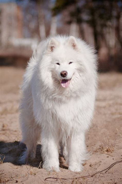 Samoyed Dog Running Stock Photo Image Of Grass Excited 8428228