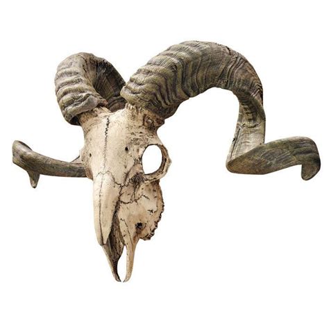 Corsica Ram Skull Anatomy Caprinae Goat Sheep Etc Pinterest