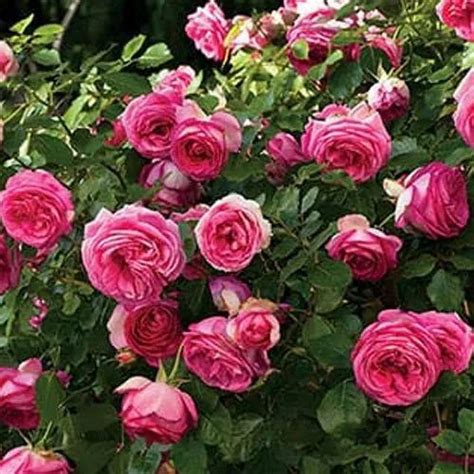 Beautiful Pink Rose Plant Rose Plant गुलाब का पेड़ रोज़ ट्री