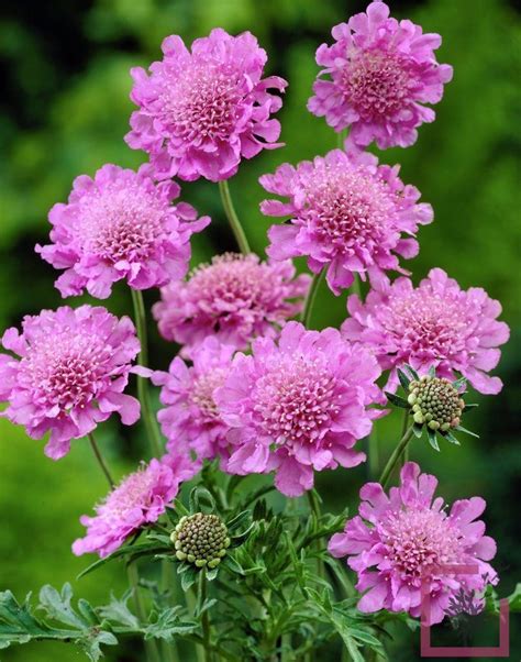 Scabiosa Columbaria Pink Mist Rosa Vivai Marche