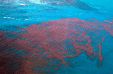 Red Tide Continues To Irritate Southwest Florida Beaches Calusa