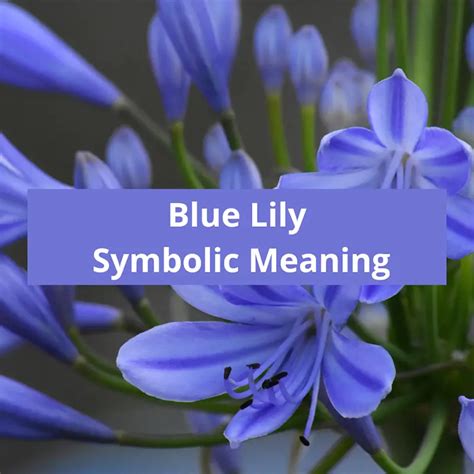 Blue Lily Symbolic Meaning Symbolic Meaning Of A Flower