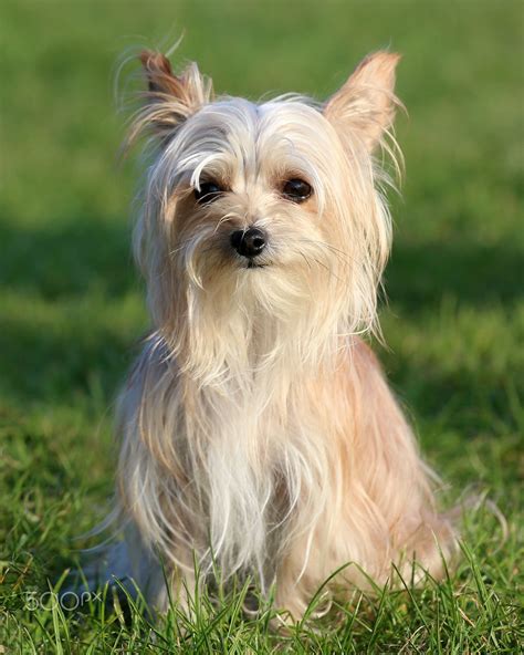 21 Chinese Crested Mix Breeds The Popular And Adorable