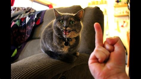 Cats Hate Being Flipped Off 🖕🙀🖕 Funny Angry Cat Reaction