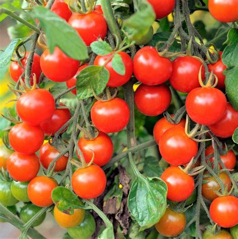 Large Red Cherry Tomato Seeds Indeterminate Non Gmo Open Etsy