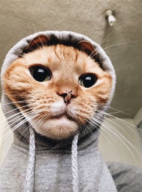 This Cat Wearing A Hoodie Cute Funny Animals Animals And Pets Funny