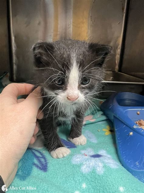 Were Saving Cats Lives After Deadly Mississippi Tornadoes Alley Cat