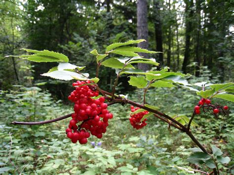 Free Images Tree Forest Branch Fruit Berry Leaf Flower Summer