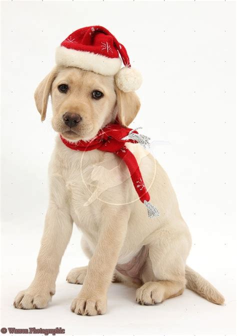 Christmas Yellow Lab Merry Christmas Card Puppy Holiday Dogs Santa