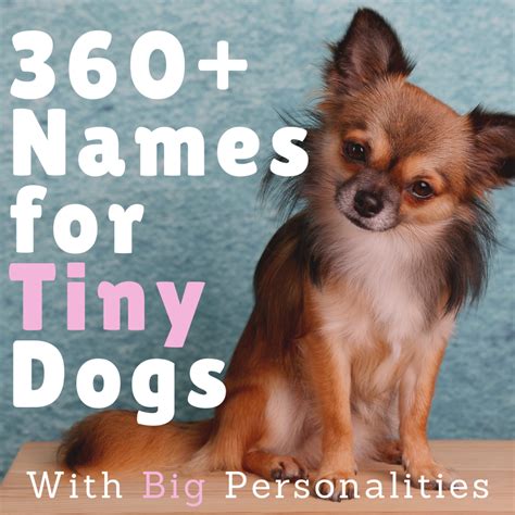 360 Cute Small Dog Names For Girl And Boy Dogs With Meanings
