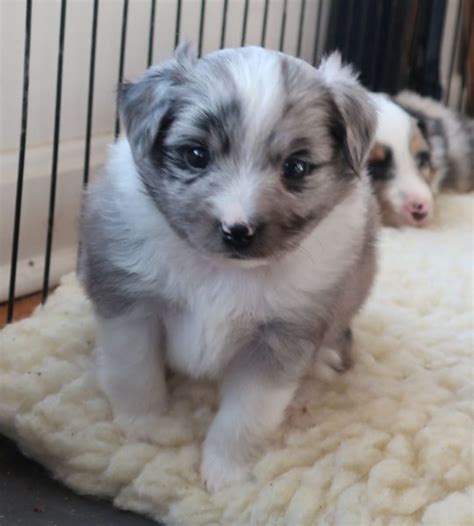 Tiny Toy Aussie Pups For Sale Rl Valley Ranch Aussies