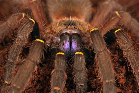 8 Incredible Facts About Tarantulas