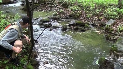 Native Brook Trout Fishing Pennsylvania 2015 Youtube
