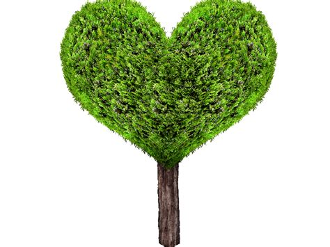 Green Heart Tree Png Isolated Objects Textures For Photoshop