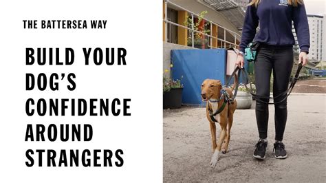 Build Your Dogs Confidence Around Strangers When Out And About The
