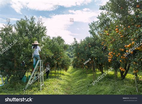13269 Picking Oranges Trees Images Stock Photos And Vectors Shutterstock