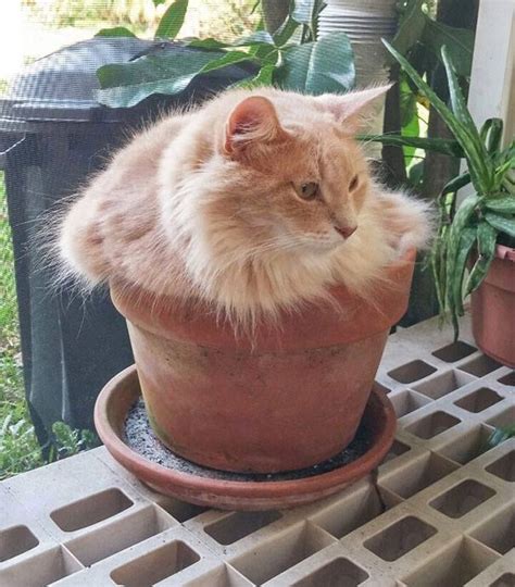 Cats In The Pots Cats Photo 38399143 Fanpop