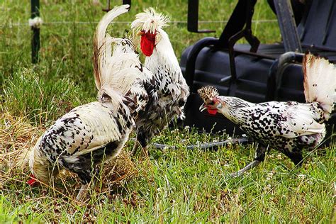 Guide To Backyard Chicken Breeds Owlcation