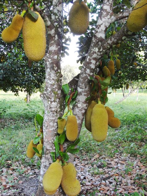 Check out our jackfruit tree wood selection for the very best in unique or custom, handmade pieces from our shops. Belize Ag Report | Growing Jackfruit in Belize