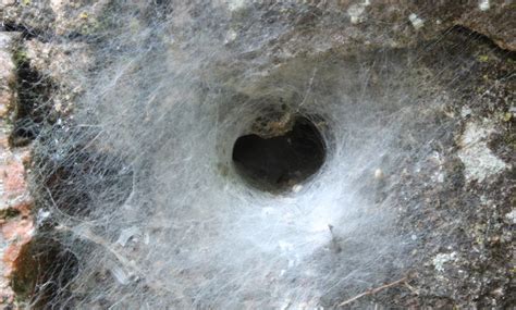 Types Of Spider Webs Radar Pest Control