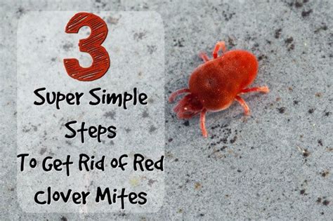 Follow our guide to control these tiny red bugs. How to Get Rid of Clover Mites: Those Tiny Red Bugs ...